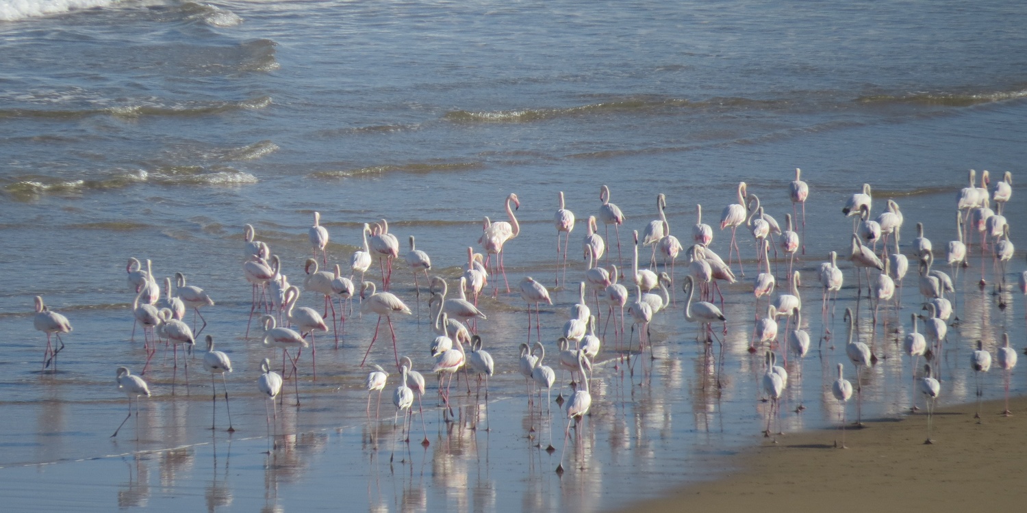 Flamingos on the beach at Mes Amis in WIlderness